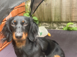 Longhaired boy