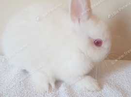 Baby Purebred Netherland Dwarfs