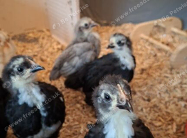 Pekin bantams