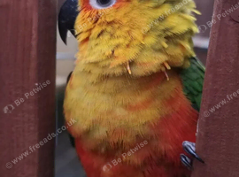 Enzo Jenday Conure