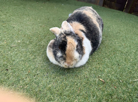 Rehoming My French Lop 8 Years Old