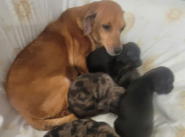 Three quarter Dachshund quarter jack russel pups