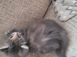 Silver grey kitten