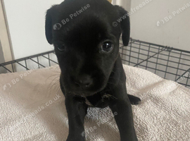 Three beautiful patterjacks for sale