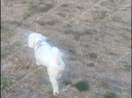Bichon frise girl 20month