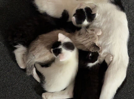 2 x kittens left ( twins )