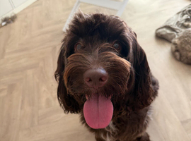 Nellie the sprockerpoo