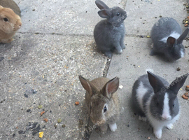Beautiful baby bunnies
