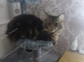 Maine Coon 3years old (rehome)