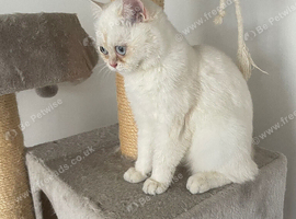 White British Shorthair Female &ndash; Stunning Blue Eyes