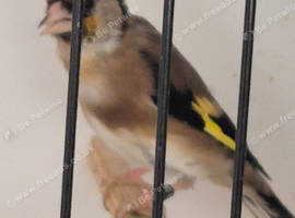 Gold finch rung birds 2