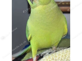 For sale female ring neck