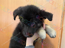 Ready now Stunning kc reg German shepherd pups