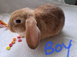 11 week old bunnies seeking loving homes