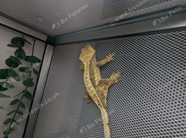 Crest gecko