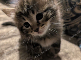 Ragdoll/ Tabby kittens