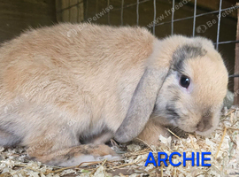 Mini lop baby boy chocolate harlequin