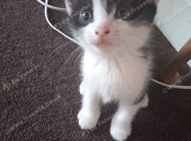 Handsome male kitten looking for his forever loving home