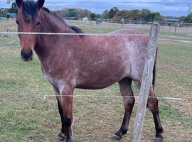 Registered NF yearling gelding