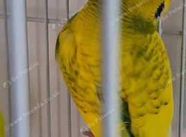 Budgie