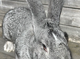 We have the Worlds Biggest Bunnies