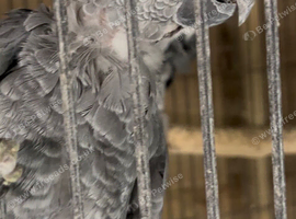 African grey