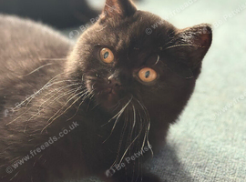 British shorthair kittens - available now