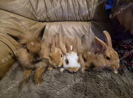 5 Cute Baby Lionhead X Rabbits