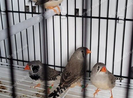 2 pair of zebra finches