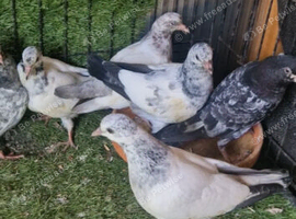Pakstani pigeons