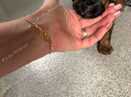 Puppies