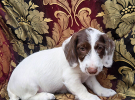 Lovely litter of cocker jack puppies