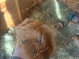 Male Guineapig