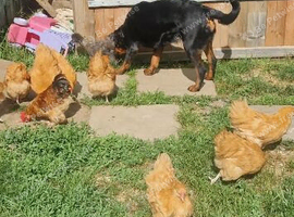 Roosters available