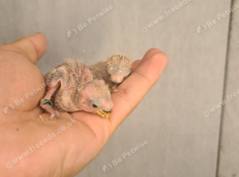 Peach Faced LoveBird Chics Hand Reared