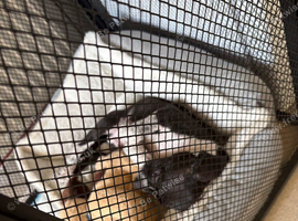 Mixed breed spaniel cross American bull