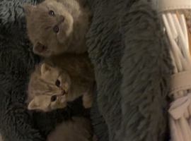 British shorthair kittens for sale