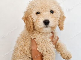 Gorgeous Cockapoo puppies