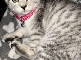 Egyptian mau kitten
