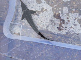 Sterlet sturgeon