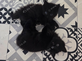 Kittens