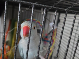 Indian ring neck blue age 2