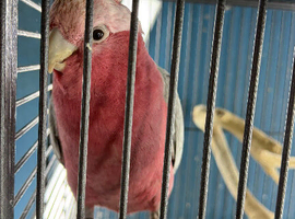 Baby galah cockatoo
