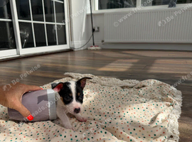 Girl Jack Russel puppy Minnie