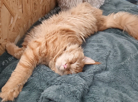 Gorgeous ginger boy Nacho