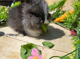 Mini lion heads & mini lop lion heads