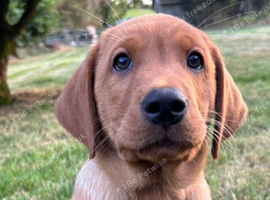 Superb Fox Red & Golden Labrador Puppies