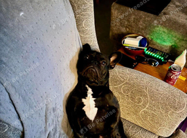3 year old male frenchie