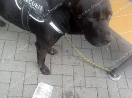 Lovely Labrador cross caneCorsa