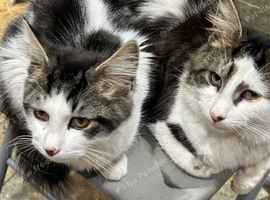 3 mixed breed kitten for nice home.